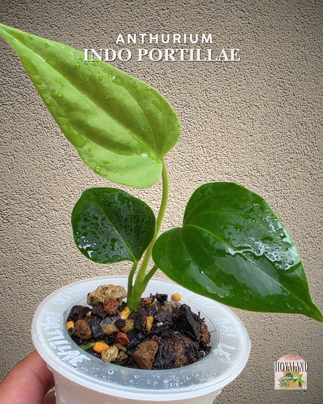 🌞 Anthurium portillae (Indo Form) | Seed-Grown Clone | Rare